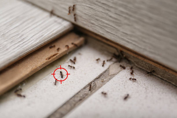 Best Ant Control Services  in , NJ